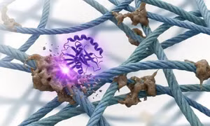 Nhà khoa học tạo enzyme tiêu diệt hợp chất gây lão hóa ở người