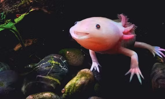 Các loài kỳ giông như axolotl (kỳ giông Mexico) là những bậc thầy về khả năng tái tạo (Ảnh: Jaouad.K/iStock/ Getty Images Plus).