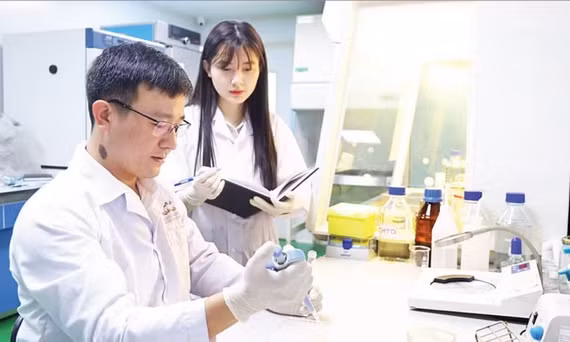 Tiến sĩ Lê Văn Nhân hướng dẫn đồng nghiệp kiểm tra các hợp chất trong cao chiết lá cây mật gấu. Ảnh: MINH ĐỨC